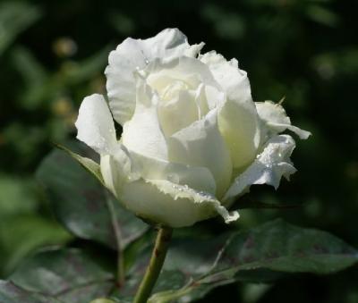 20080423235826-rosa-blanca-01.jpg